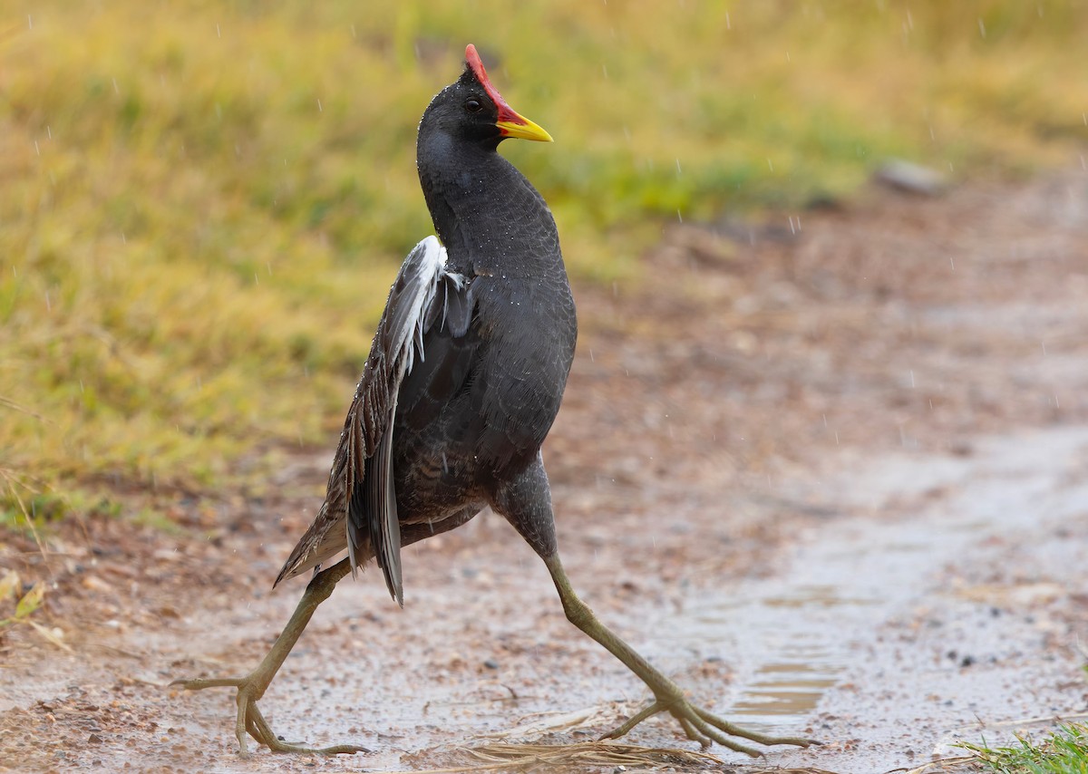 Watercock - ML659443158