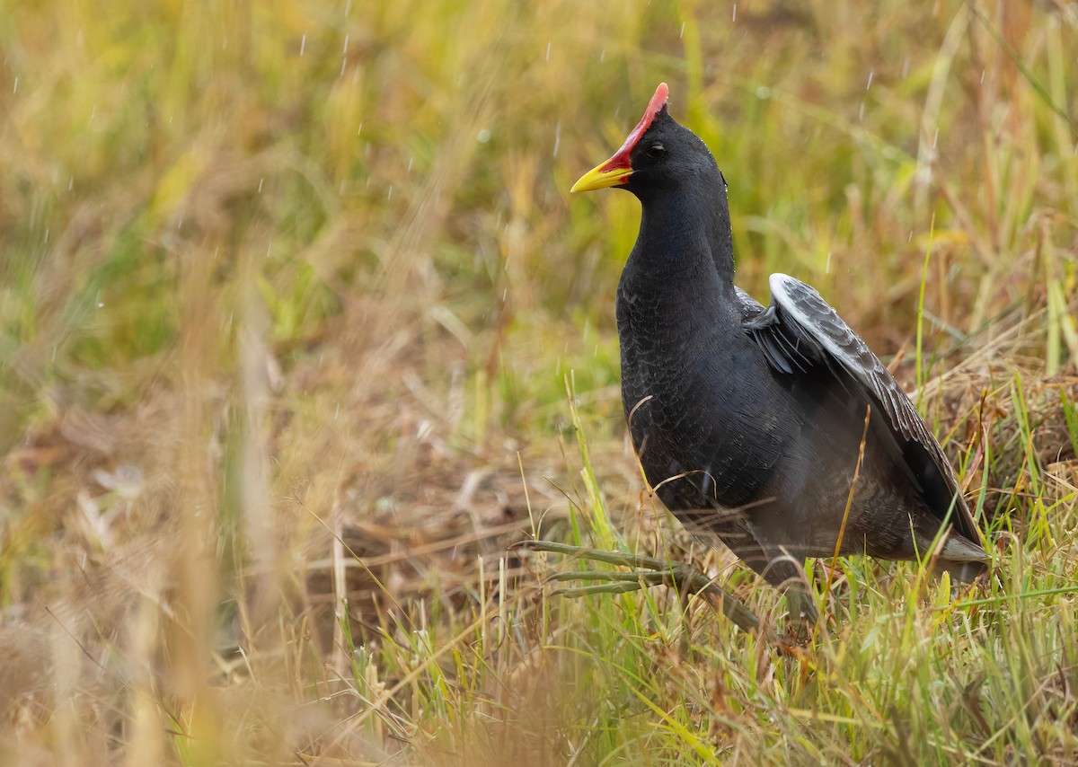 Watercock - ML659443228