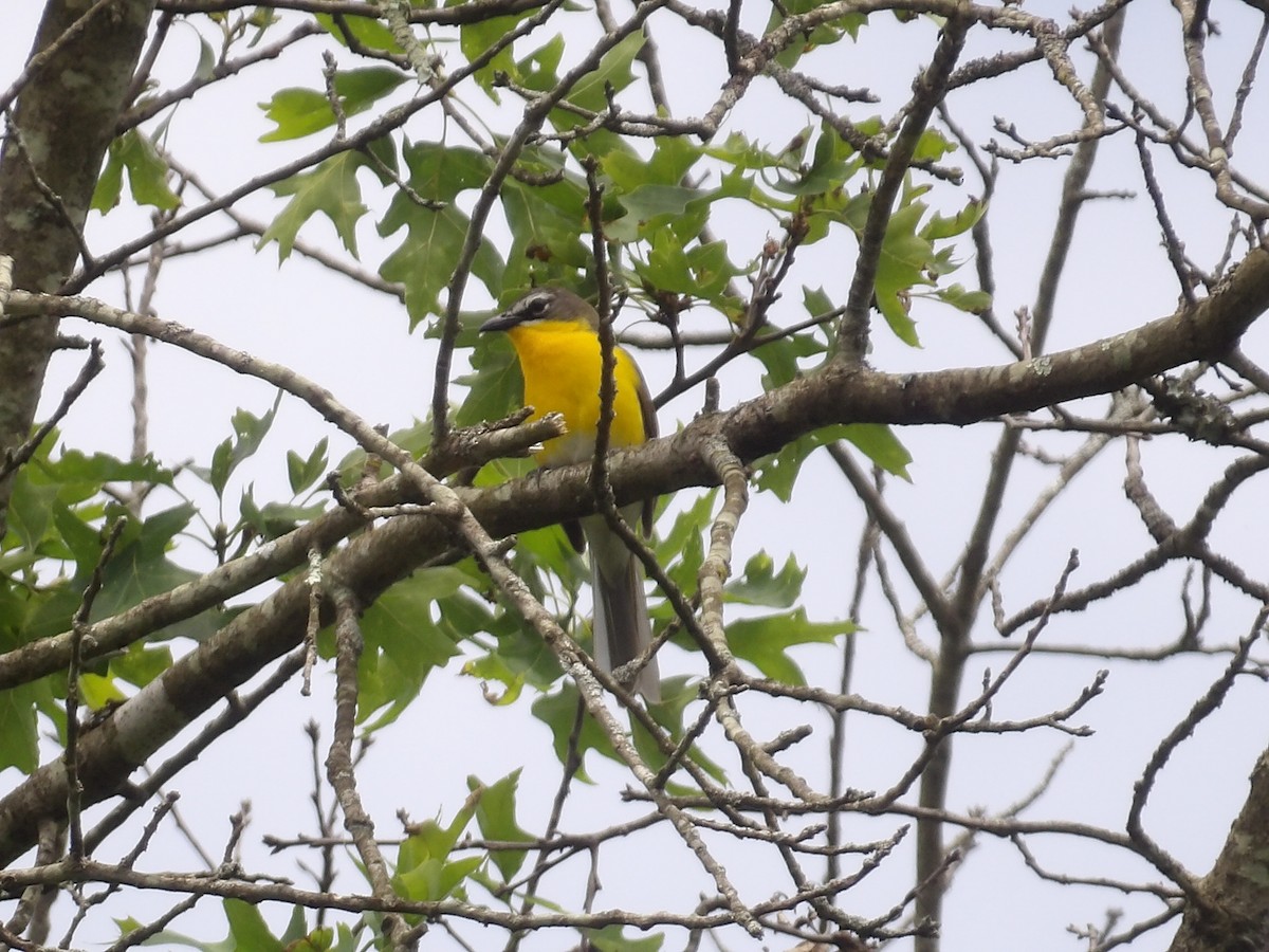 Yellow-breasted Chat - ML659443242