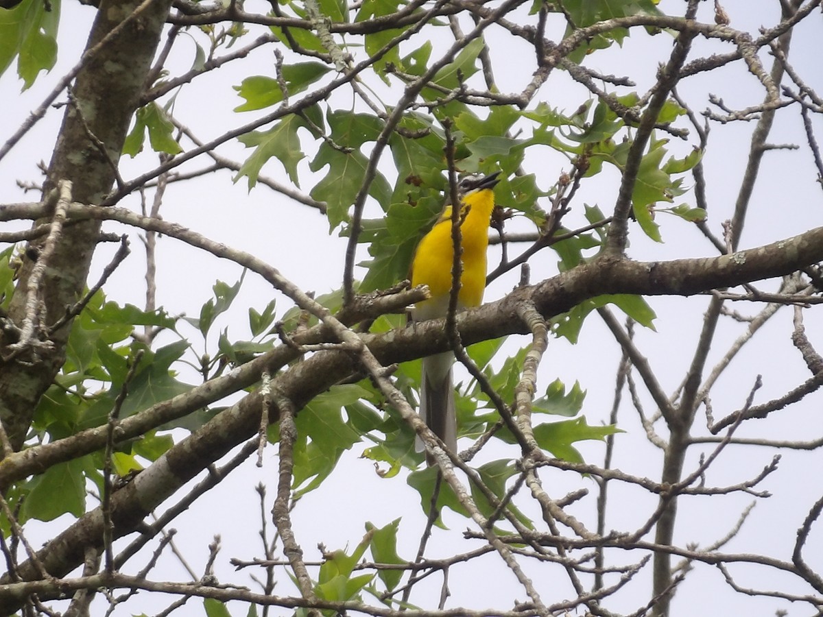 Yellow-breasted Chat - ML659443243