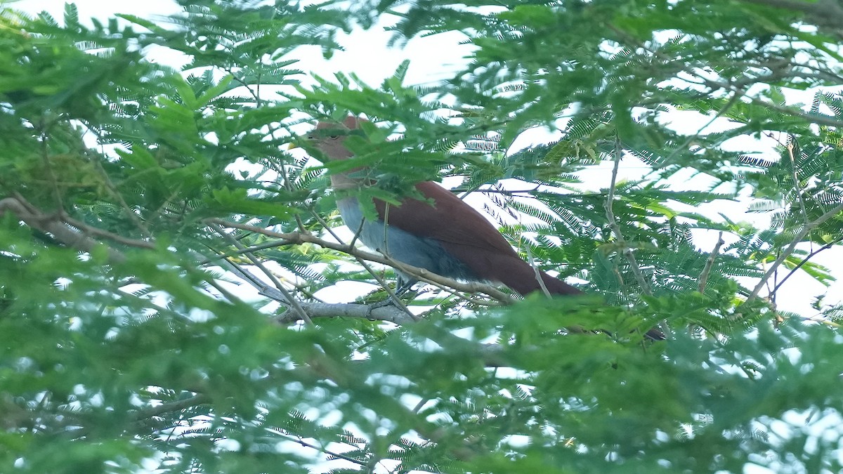 Common Squirrel-Cuckoo - ML659443253