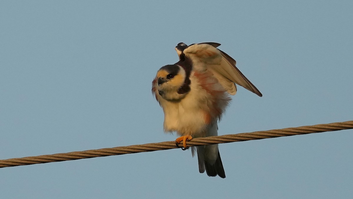 Pearl Kite - ML659443302