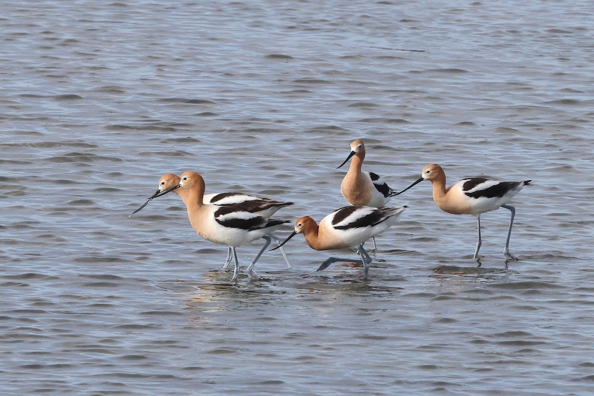 American Avocet - ML659443309