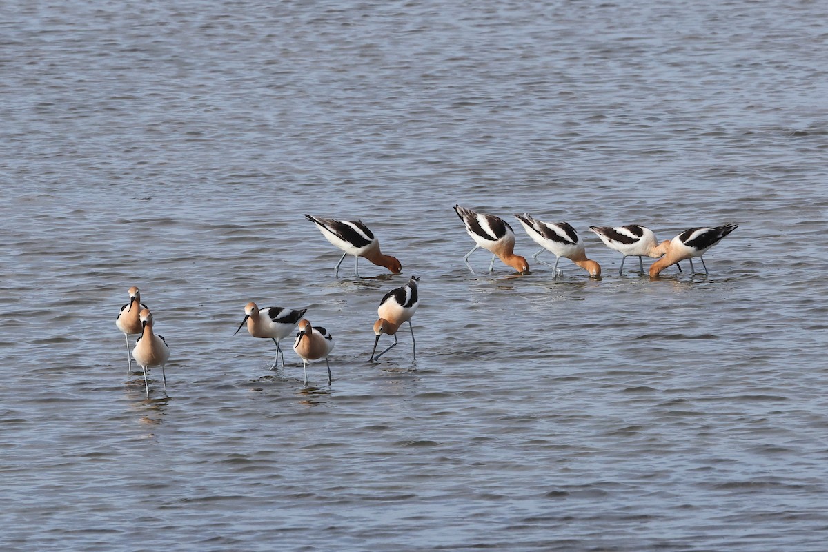 American Avocet - ML659443310
