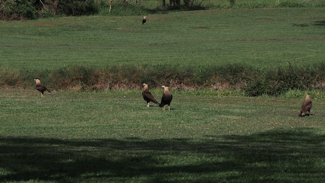 Crested Caracara - ML659443337