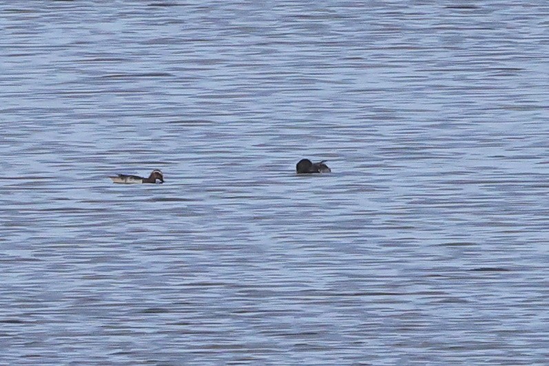 Garganey - ML659443359