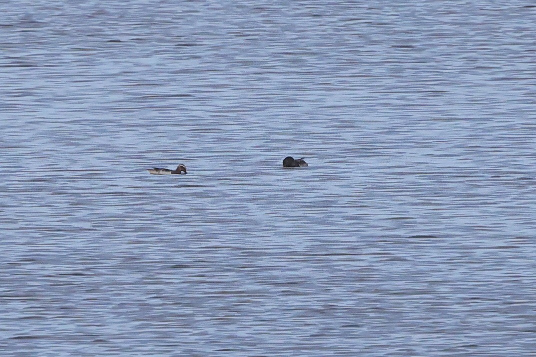 Garganey - ML659443360