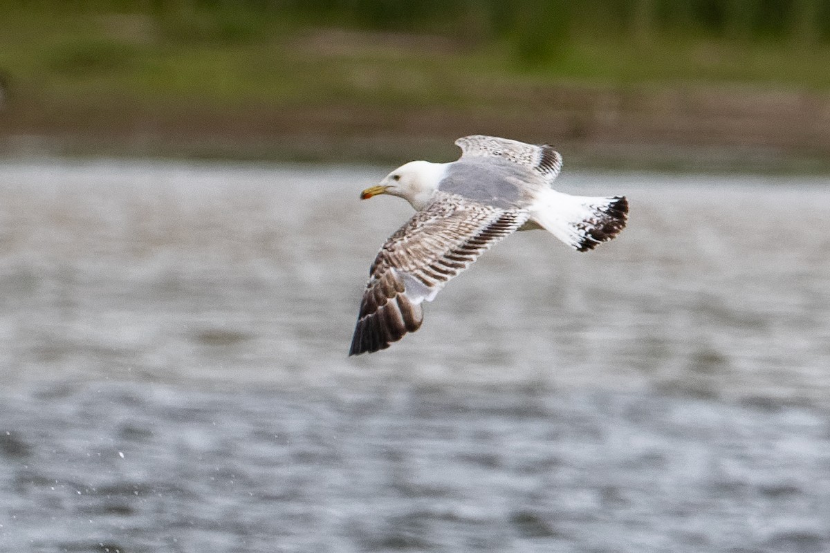 Yellow-legged Gull - ML659443398