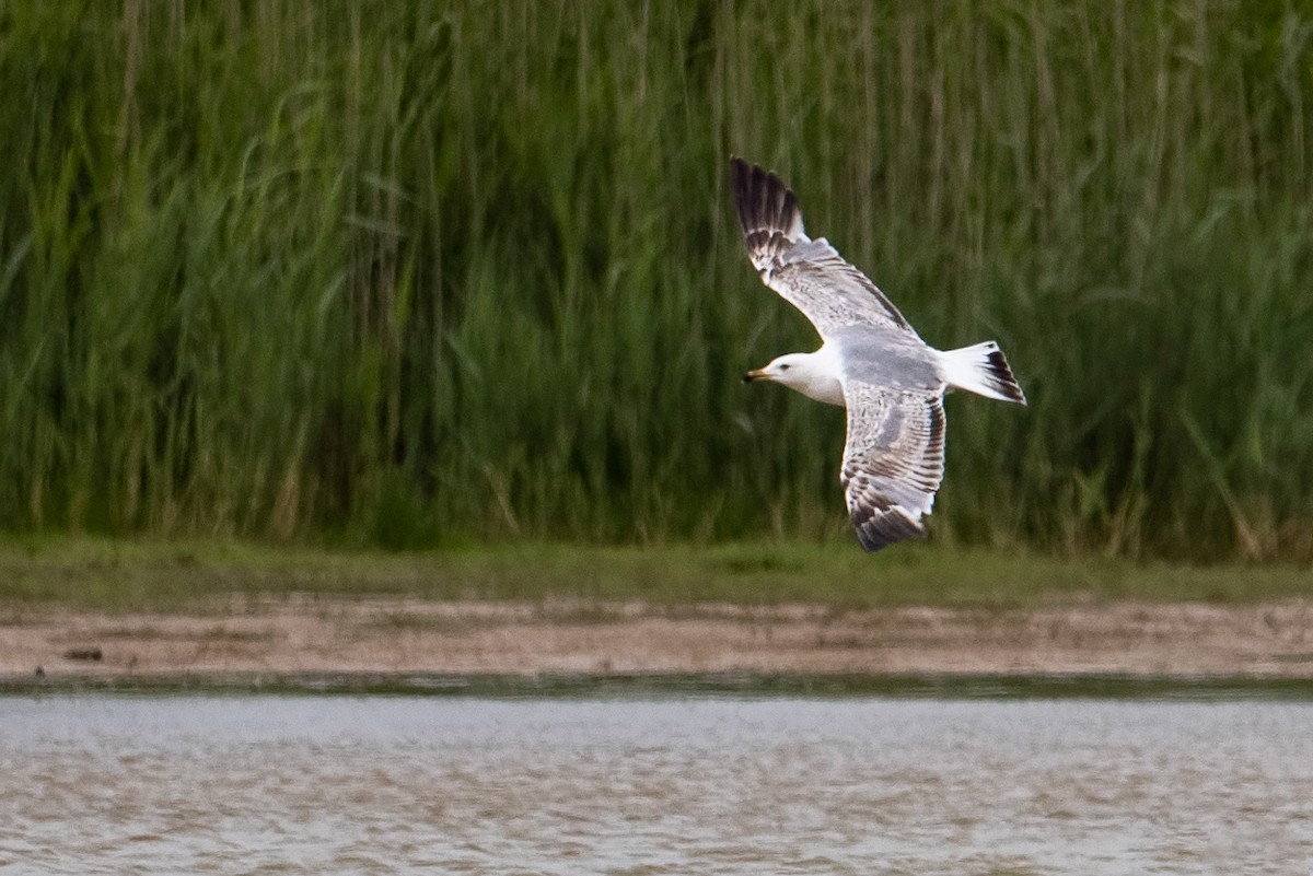 Yellow-legged Gull - ML659443400