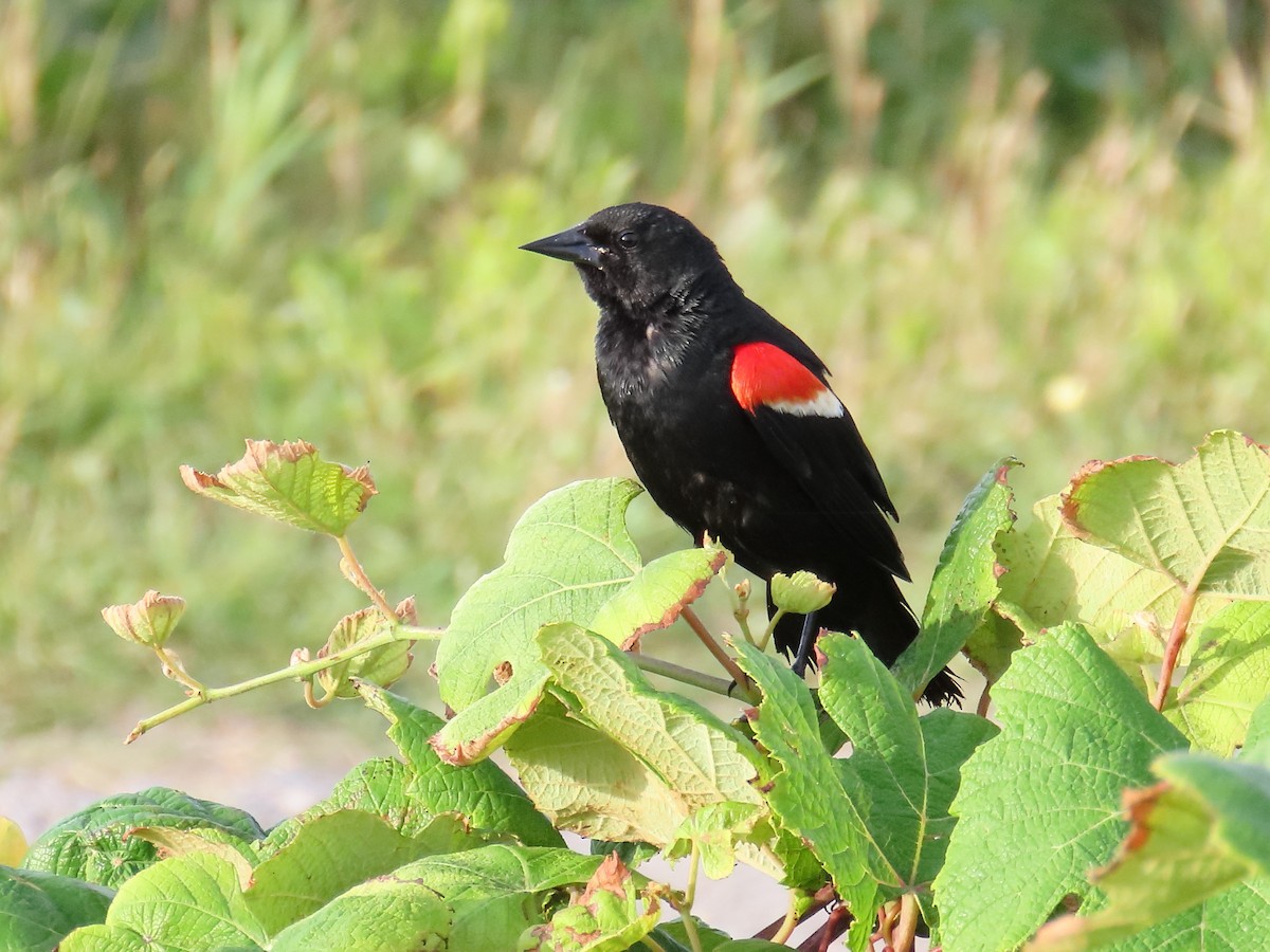 Red-winged Blackbird - ML659443443