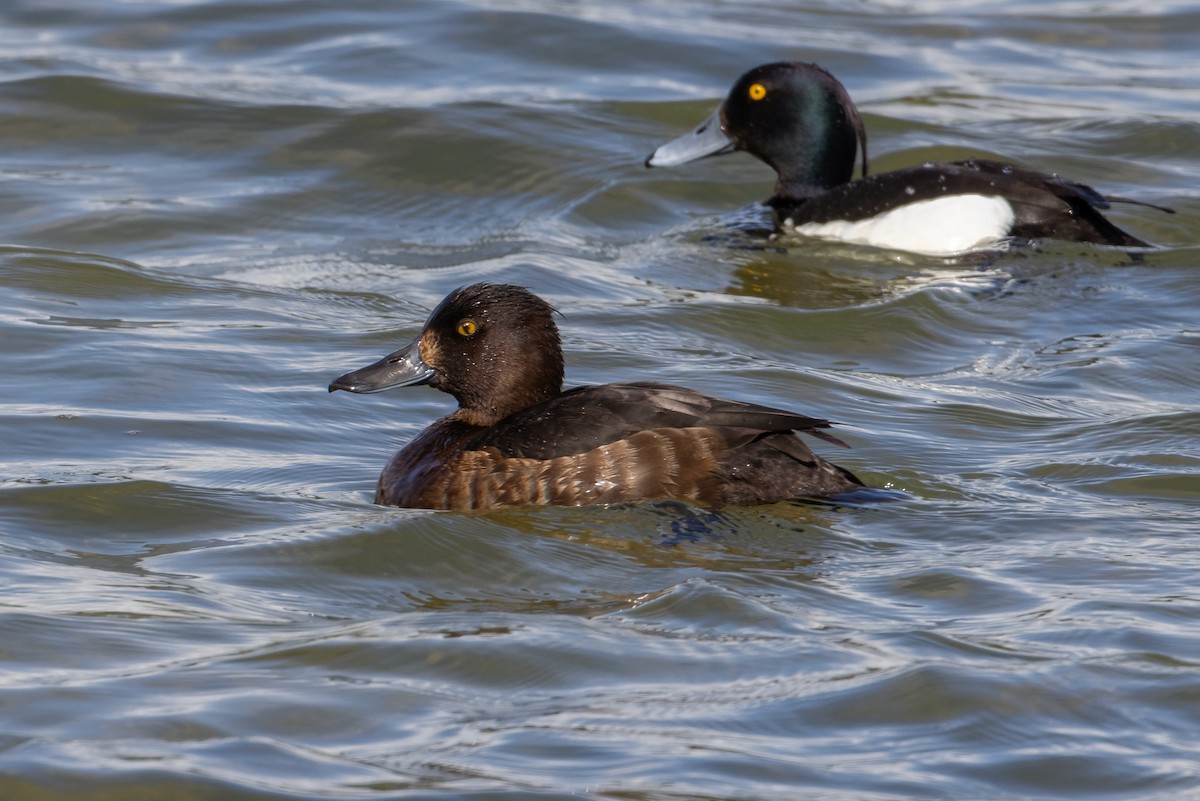 Tufted Duck - ML659443478