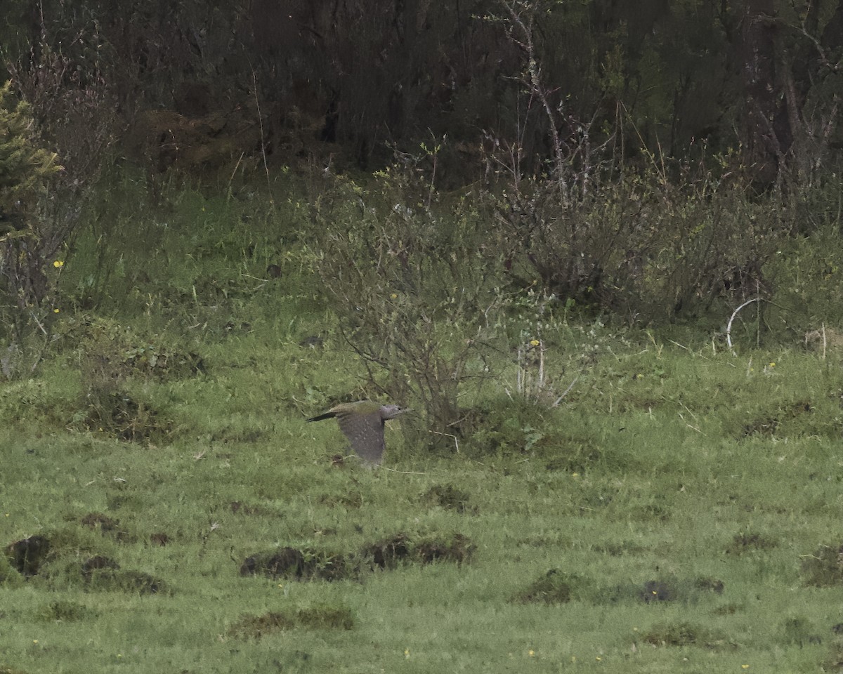 eBird Checklist - 10 Jun 2026 - 弓杠岭 (Gonggangling Pass) - 8 species