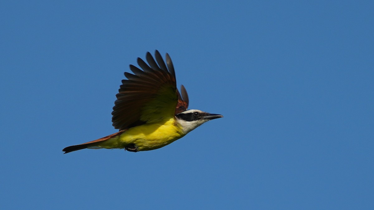 Great Kiskadee - ML659444072