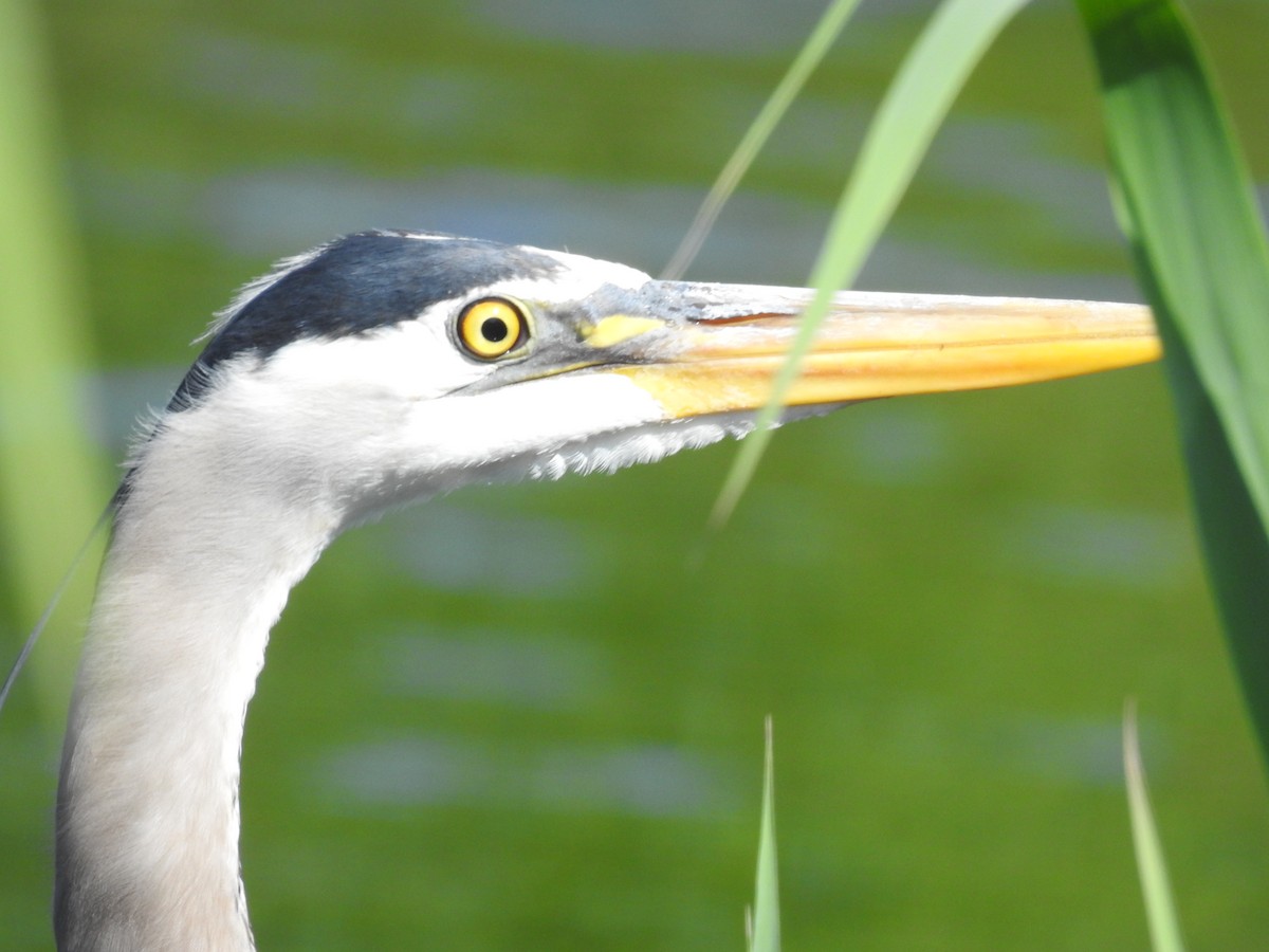 Great Blue Heron - ML659444365