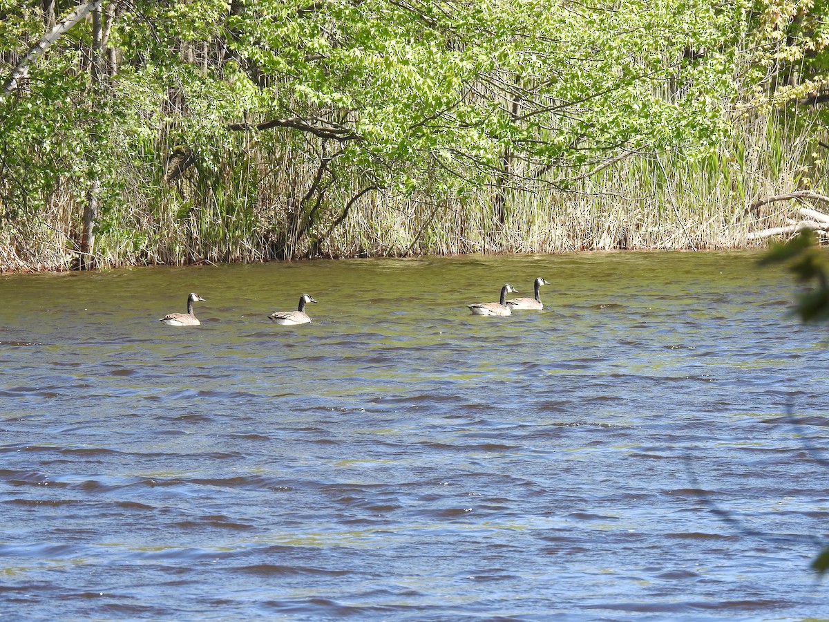 Canada Goose - ML659444378