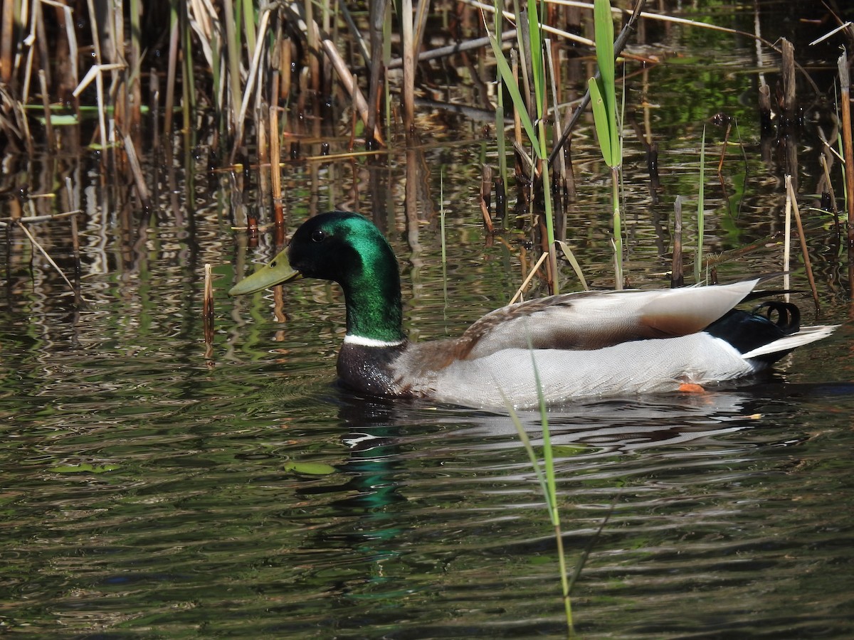 Mallard - ML659444385
