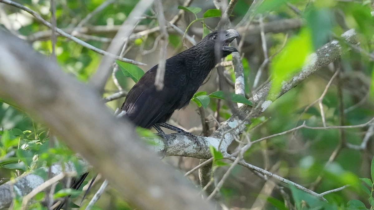 Groove-billed Ani - ML659444387