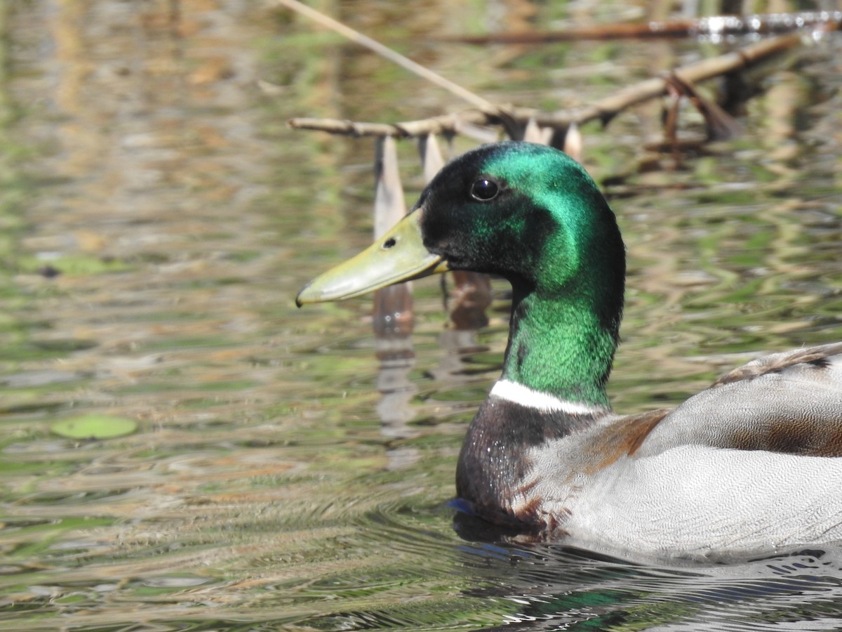 Mallard - ML659444389