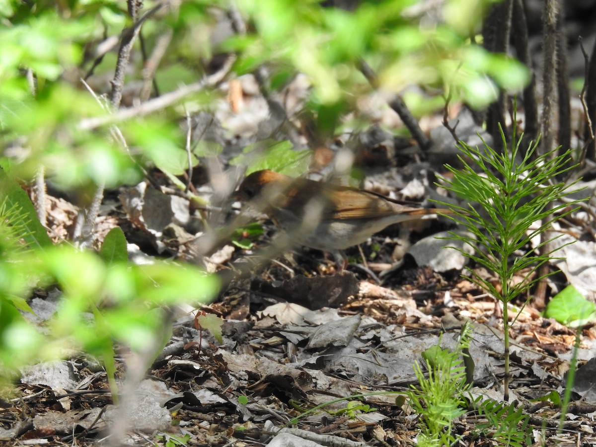 Veery - ML659444592