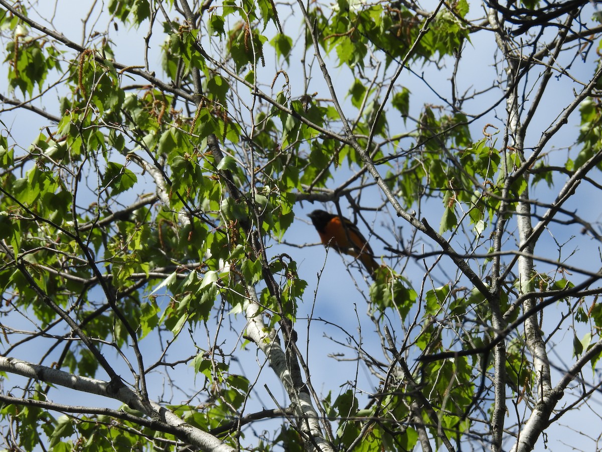 Baltimore Oriole - ML659444600