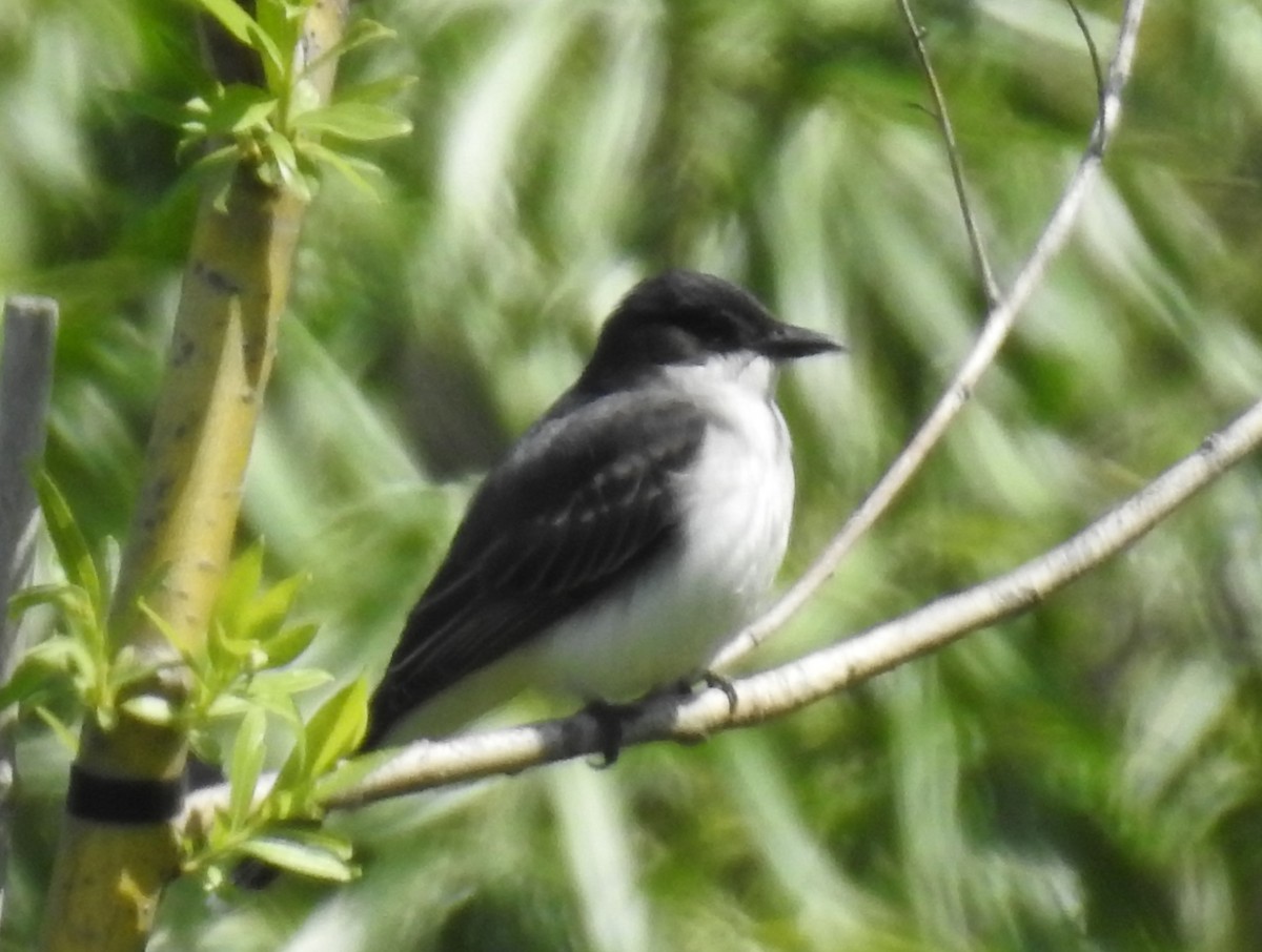 Eastern Kingbird - ML659444664