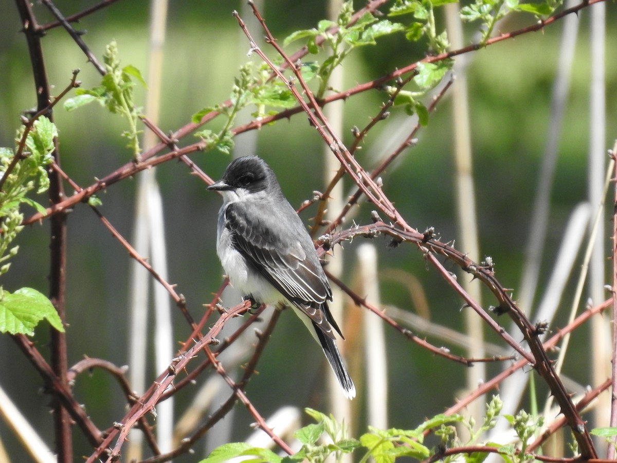 Eastern Kingbird - ML659444675