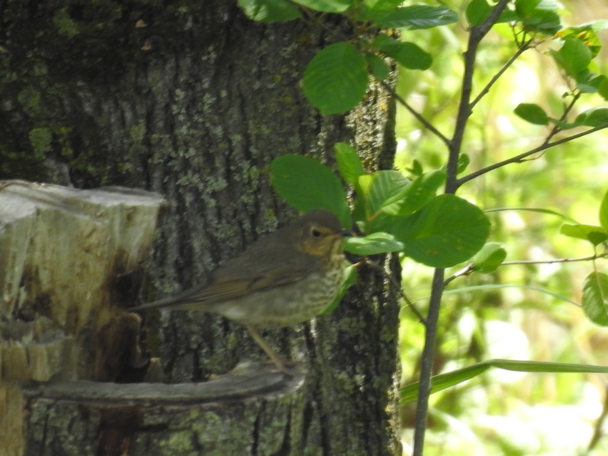 Swainson's Thrush - ML659444681