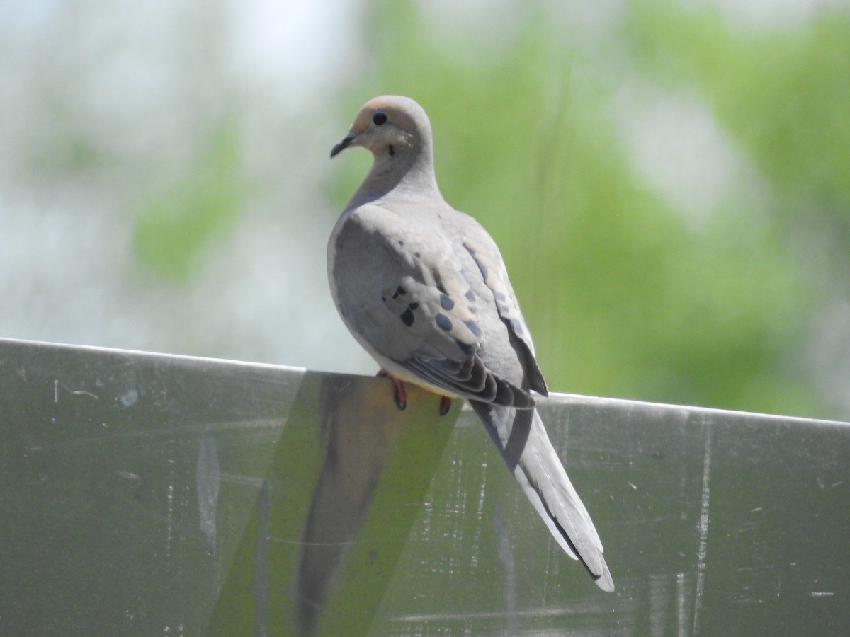 Mourning Dove - ML659444732