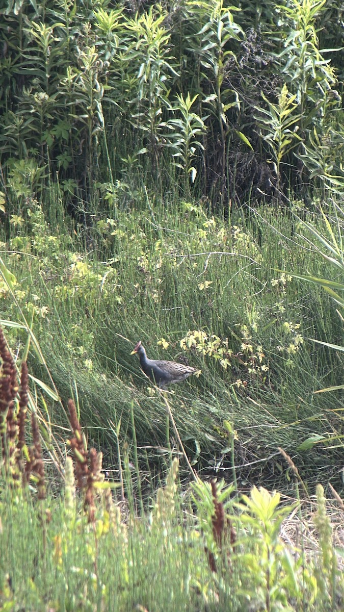 Watercock - ML659445479