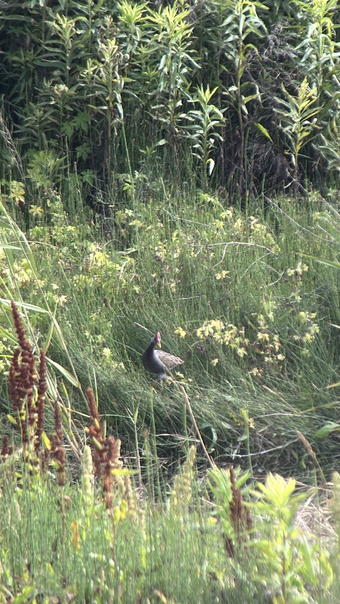 Watercock - ML659445480