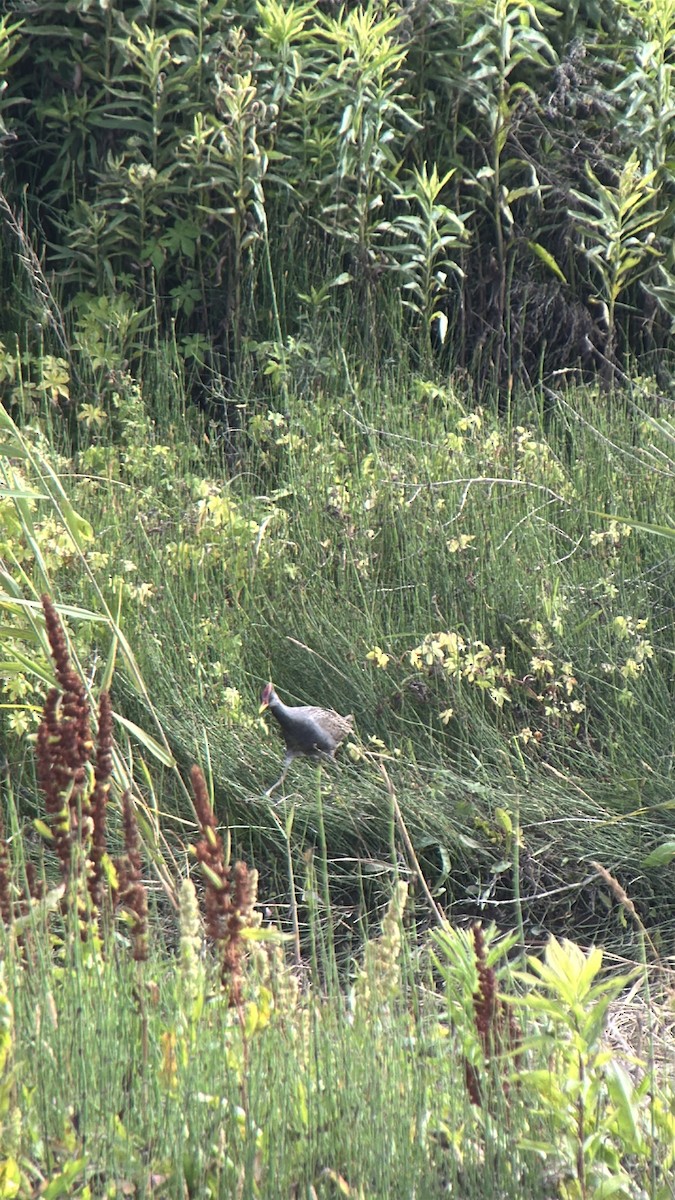 Watercock - ML659445481