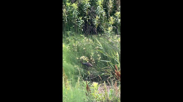 Watercock - ML659445482