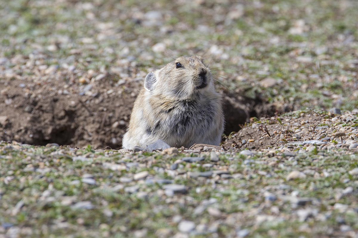 Black-lipped Pika - ML659446238