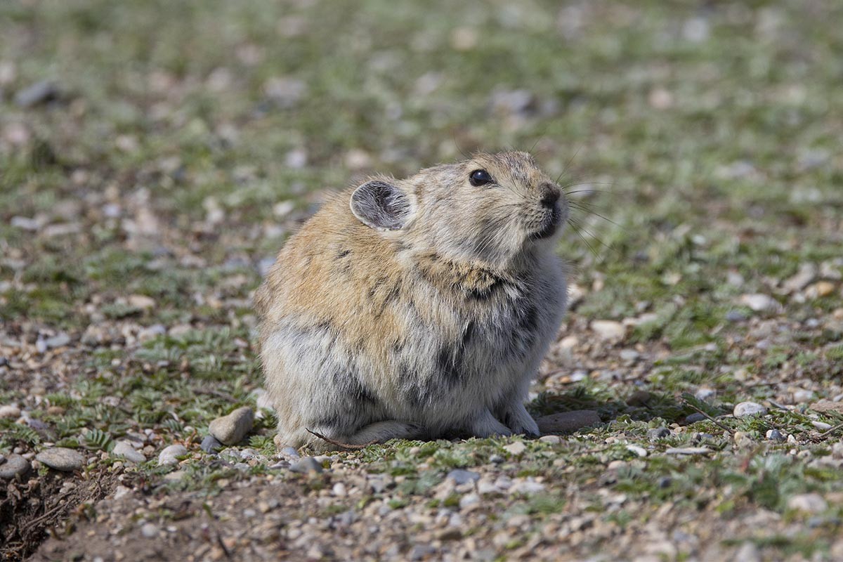 Black-lipped Pika - ML659446239