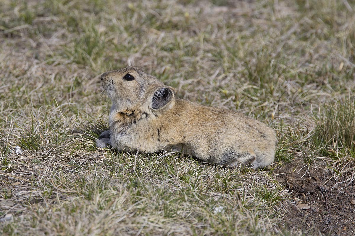 Black-lipped Pika - ML659446240