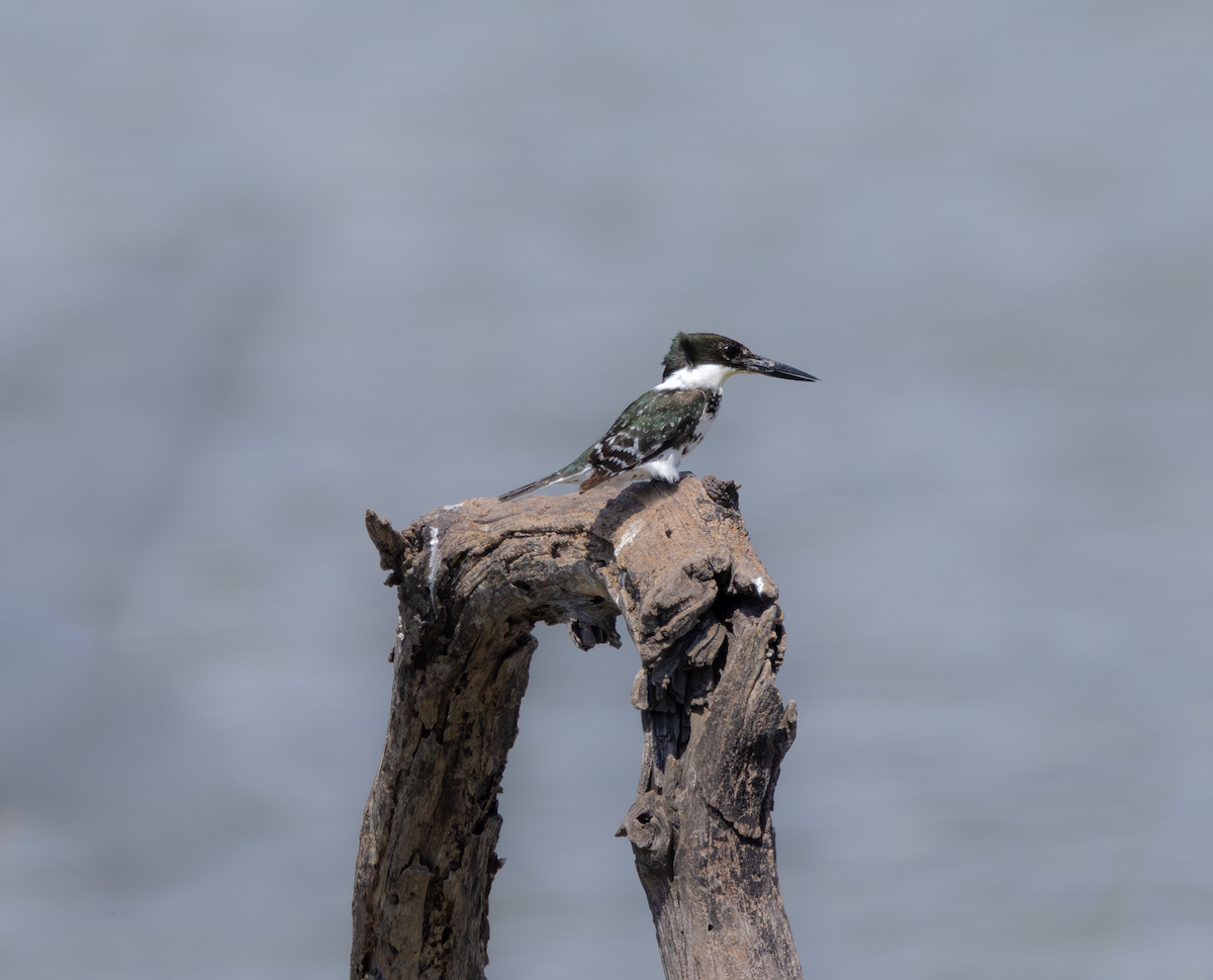 Green Kingfisher - ML659446547