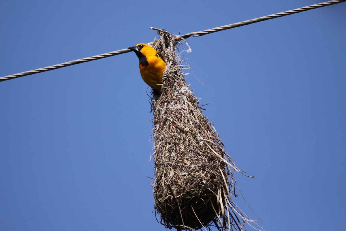 Altamira Oriole - ML659447712