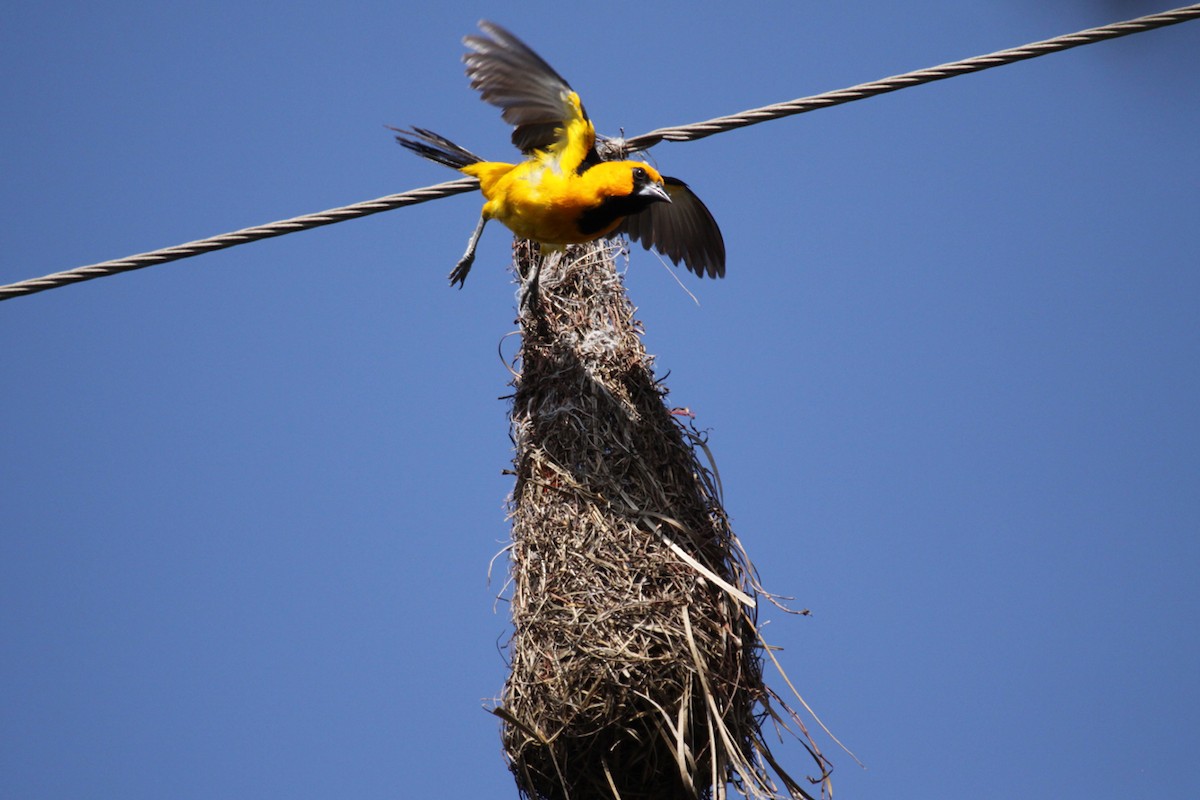 Altamira Oriole - ML659447713