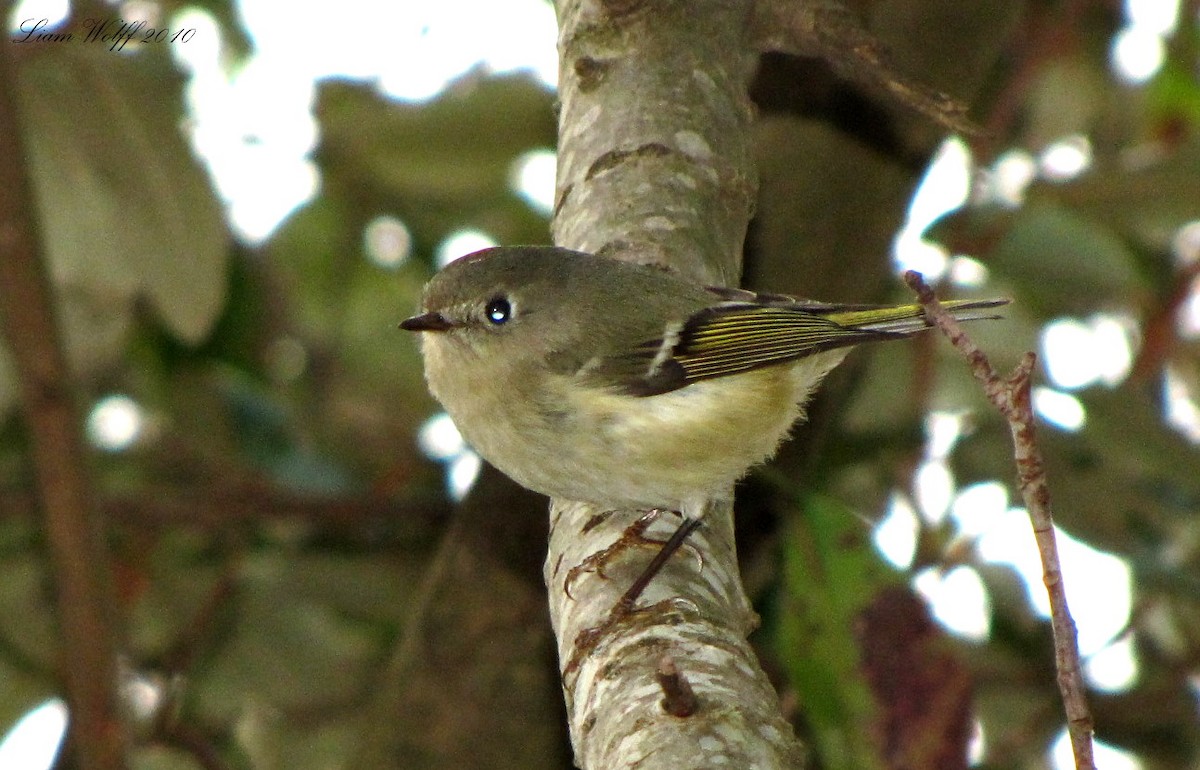 Ruby-crowned Kinglet - ML659447981