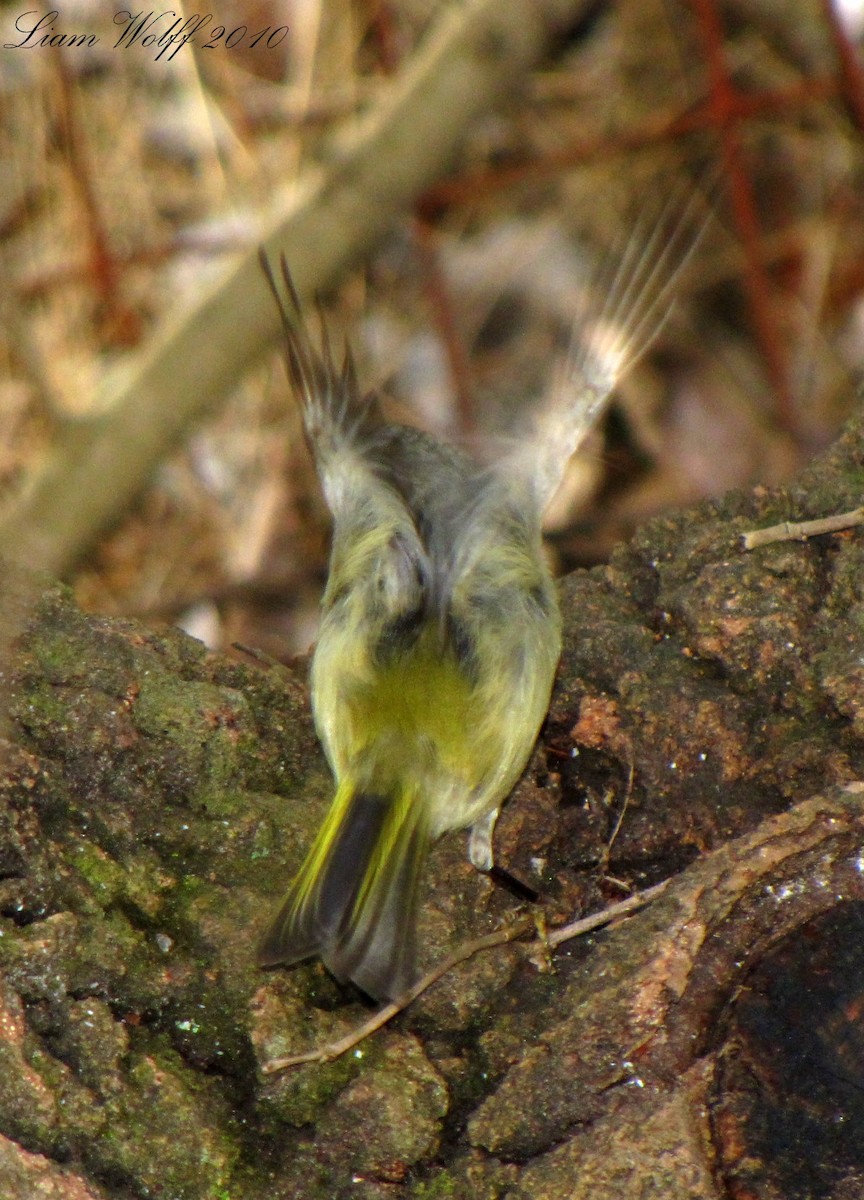 Ruby-crowned Kinglet - ML659447982