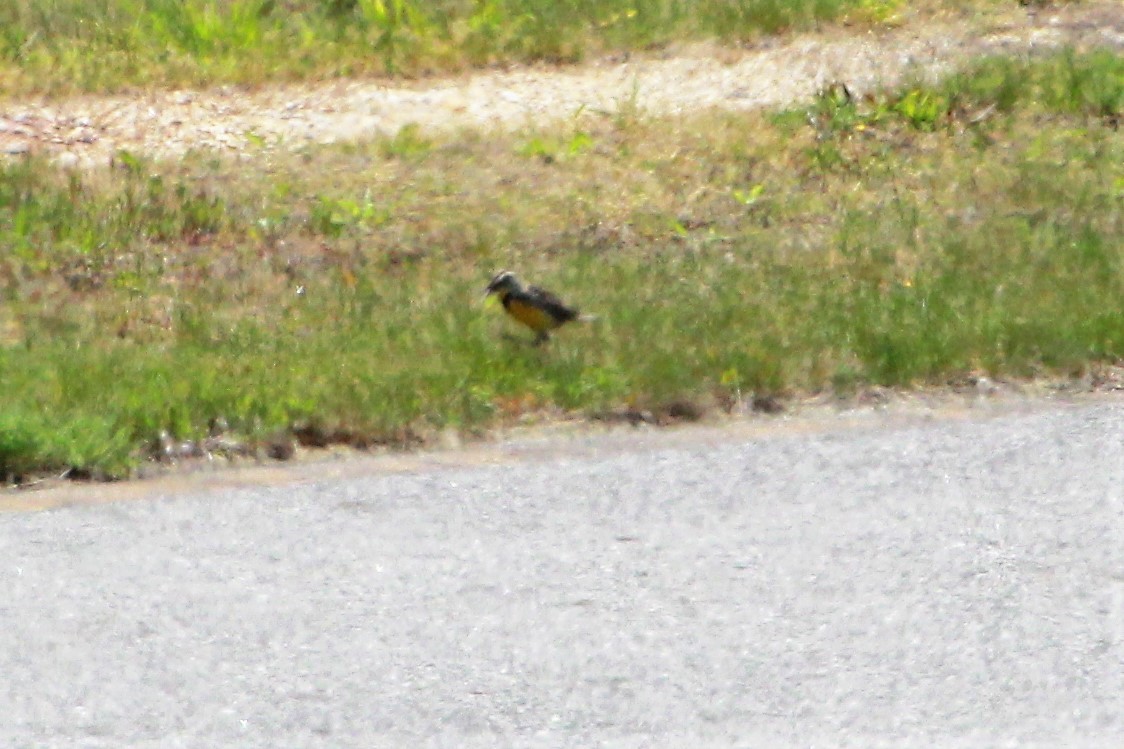 Eastern Meadowlark - ML65944841