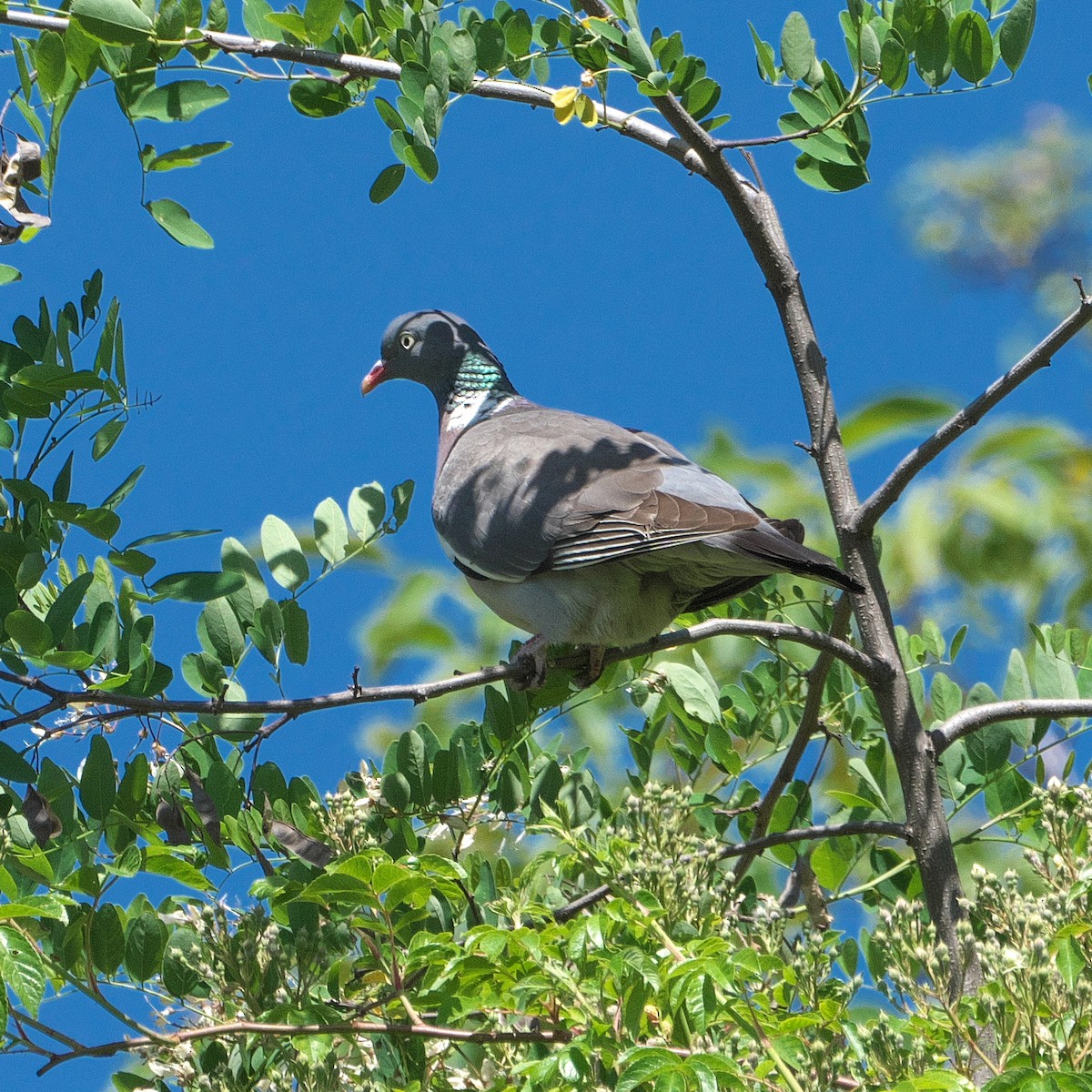 Pigeon ramier - ML659448576