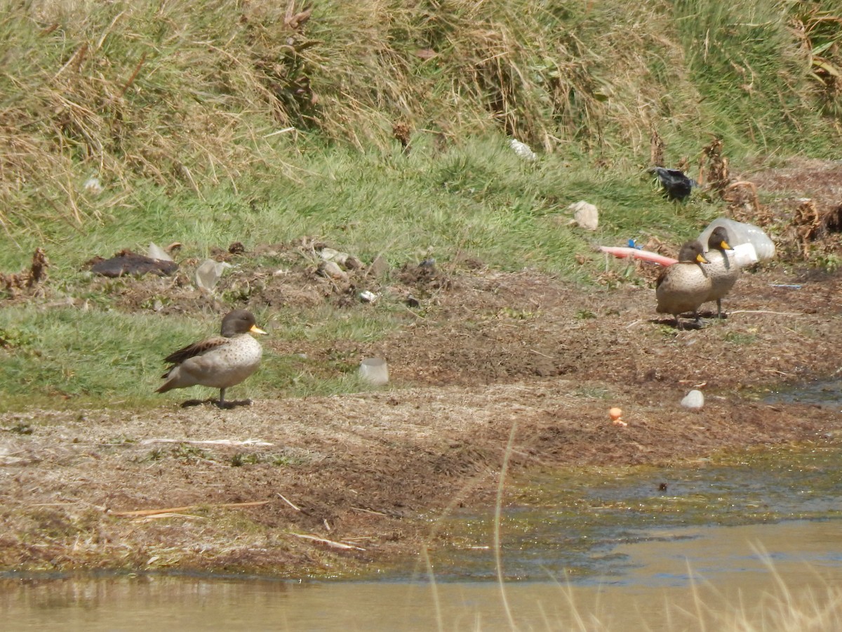 Yellow-billed Teal - ML659448903