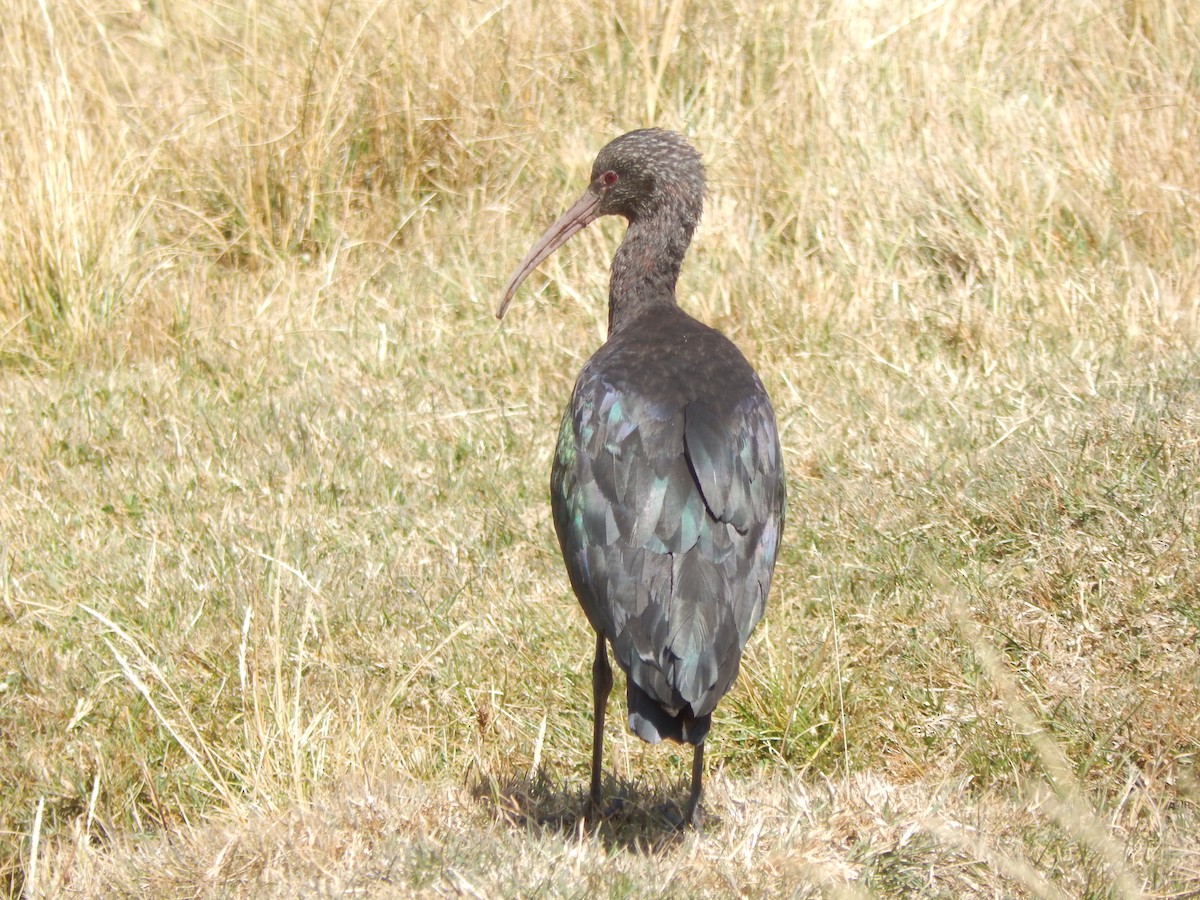 Puna Ibis - ML659448927