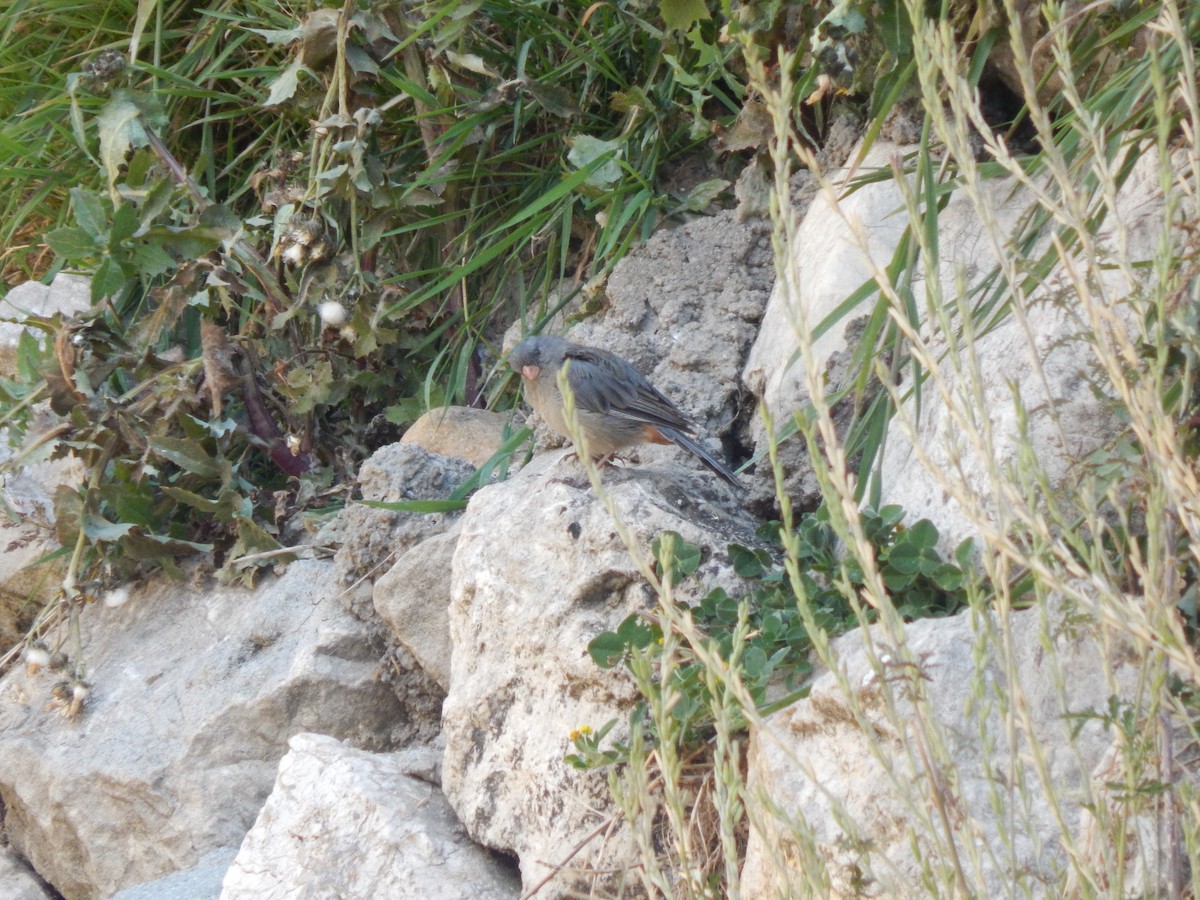 Plain-colored Seedeater - ML659448938