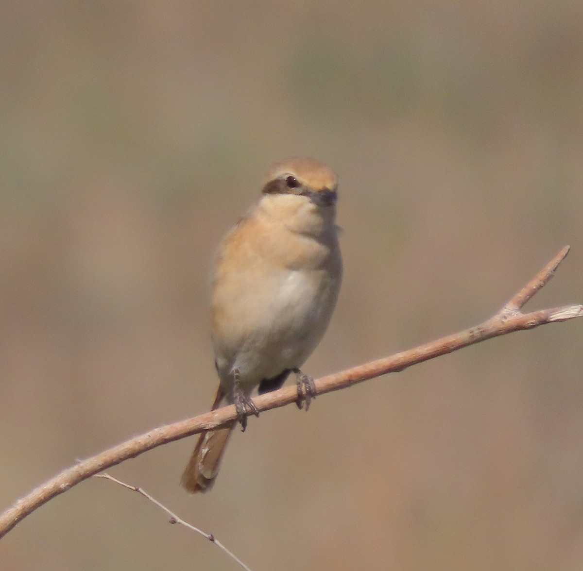 ťuhýk mongolský (ssp. isabellinus) - ML659450546