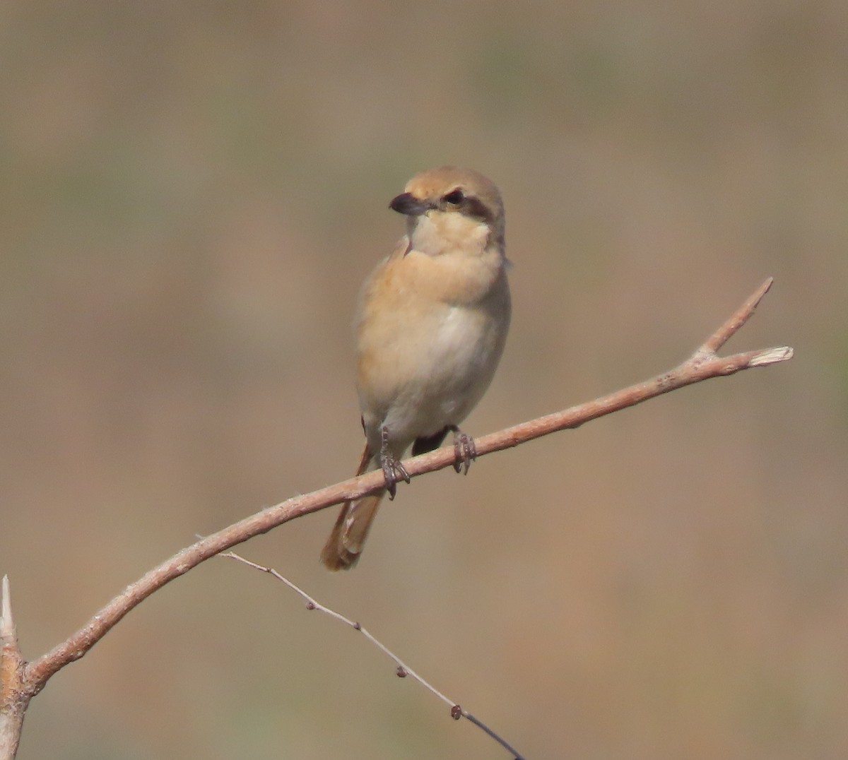 ťuhýk mongolský (ssp. isabellinus) - ML659450547