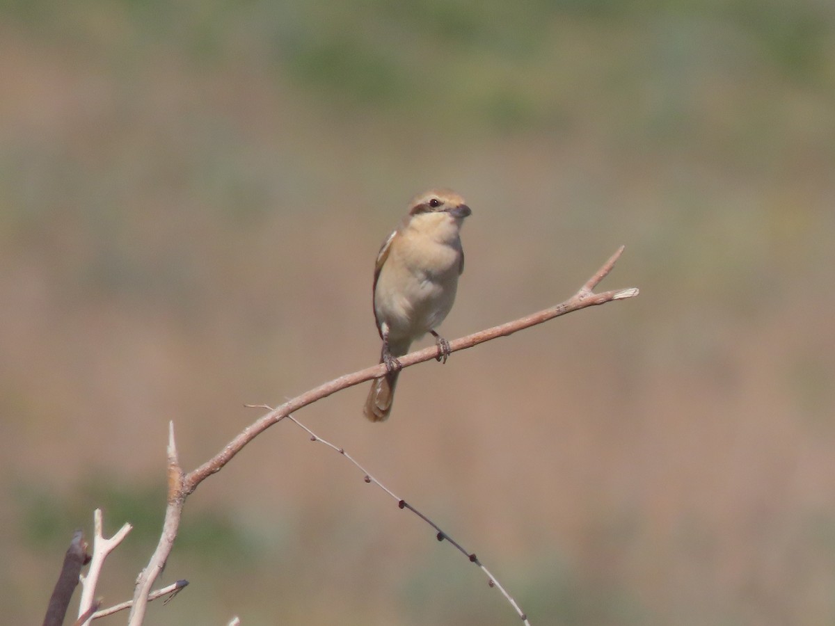 ťuhýk mongolský (ssp. isabellinus) - ML659450548