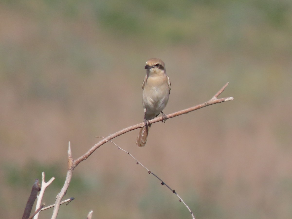 ťuhýk mongolský (ssp. isabellinus) - ML659450549