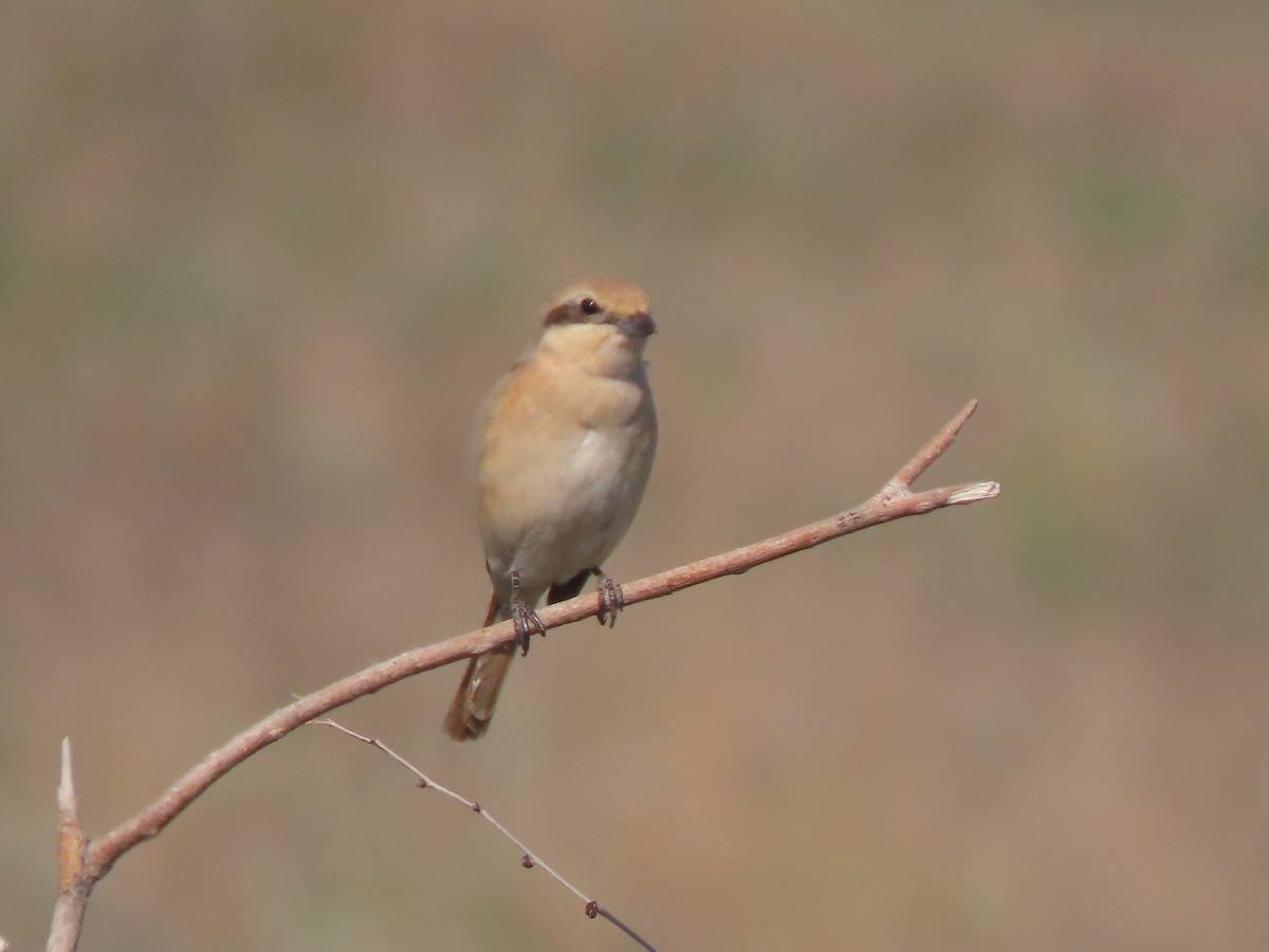 ťuhýk mongolský (ssp. isabellinus) - ML659450550